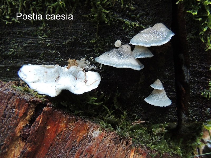 Cyanosporus caesius-amf1523.jpg - Cyanosporus caesius ; Syn1: Postia caesia ; Syn2: Tyromyces caesius ; Nom français: Polypore bleuté des conifères